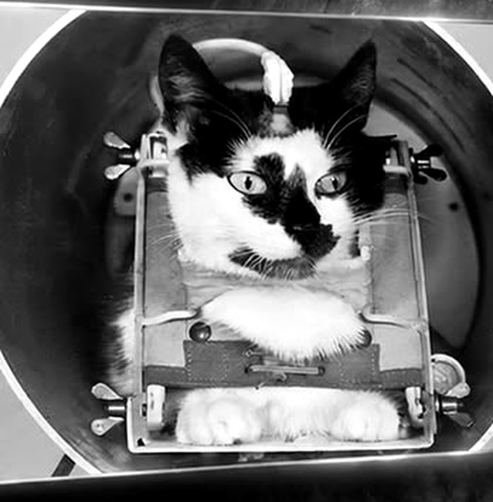 Félicette restrained inside the cylindrical capsule of the Véronique AG1 rocket.