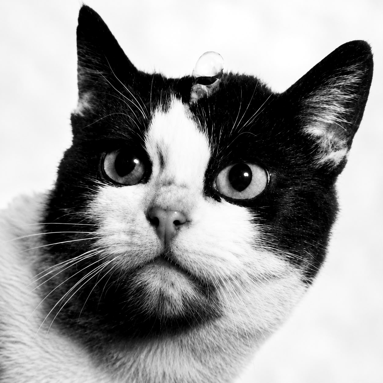 Portrait of Félicette, a black-and-white cat, with the electrode still fixed to her scalp.